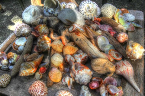 Framed Shells III Print