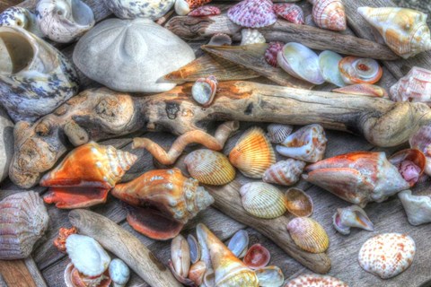 Framed Shells IV Print