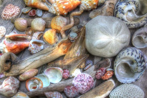 Framed Shells V Print