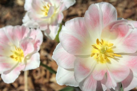 Framed Three Pinks Print