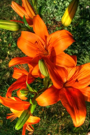 Framed Tiger Lillies III Print