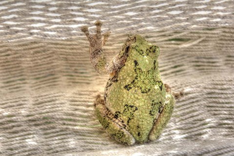 Framed Tree Frog Print