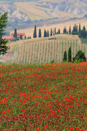 Framed Tuscan Vertical Poppies Print