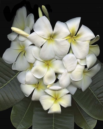 Framed Plumaria Print