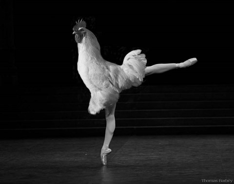 Framed Beautiful Cock Print