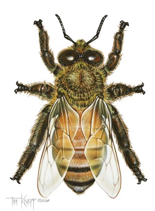 Framed Drone Honey Bee Print