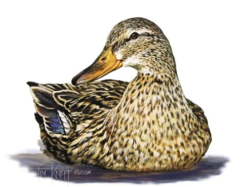 Framed Mallard Duck Print