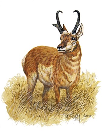 Framed Pronghorn Print