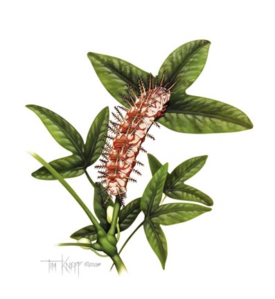 Framed Julia Caterpillar Print