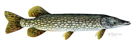 Framed Northern Pike Print