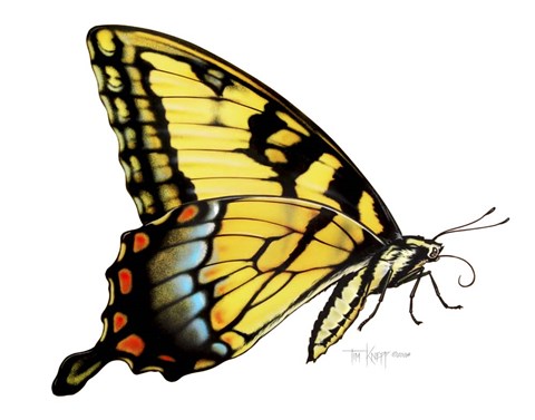 Framed Tiger Swallowtail Butterfly Print