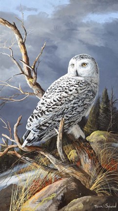 Framed Superior Vantage Print