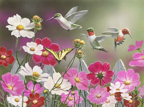 Framed Cosmos and Hummingbirds Print