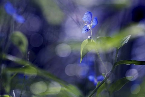 Framed BC Once Upon A Morning Print