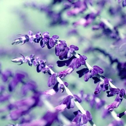 Framed BC Pretty In Purple Print