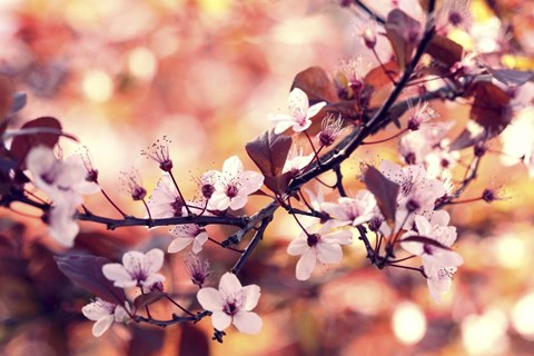 Framed Colours Of Springtime Print