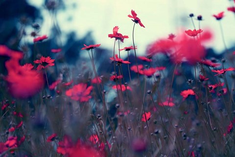 Framed Evening Tunes Print