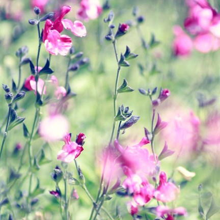 Framed Legally Pink Print