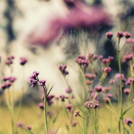 Framed Magic Of Pink Print