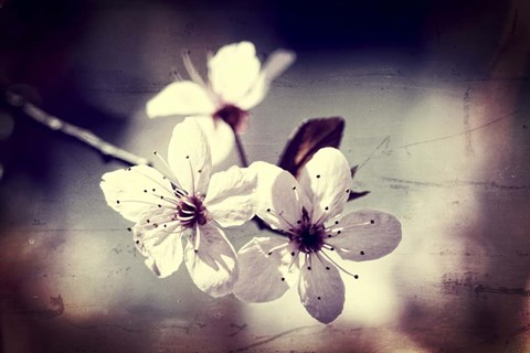 Framed Memory Of Spring Print