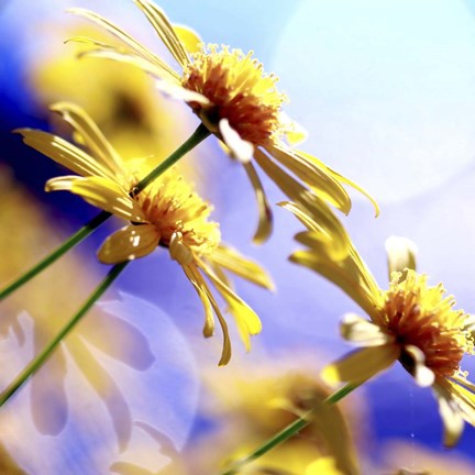 Framed Sunny Days Print