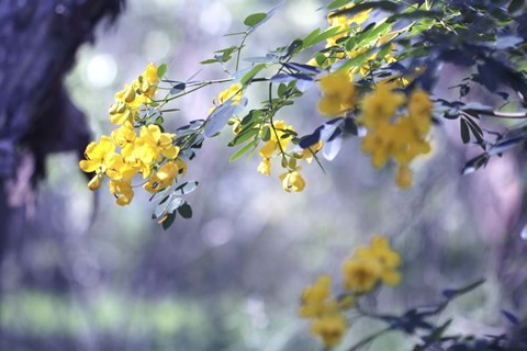 Framed Yellow In Her Garden Print