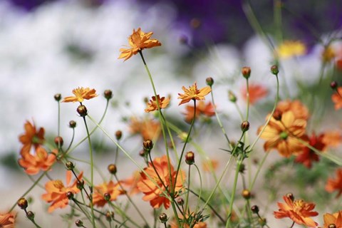 Framed Garden Conversations Print