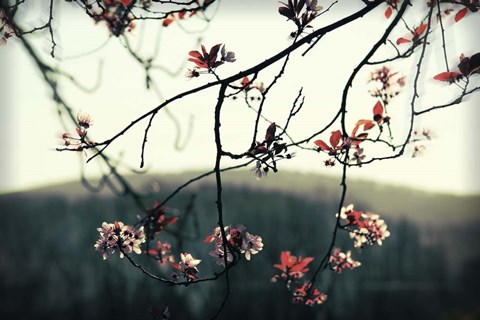 Framed Listen To The Trees Print