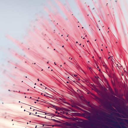 Framed Little Wonders Print