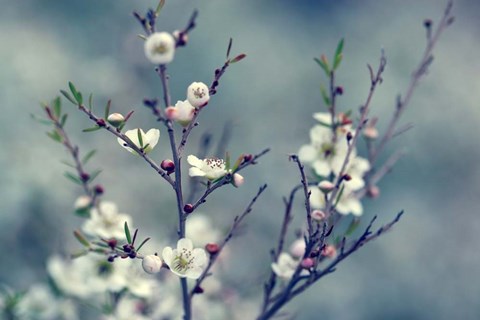 Framed Spring Impressions Print