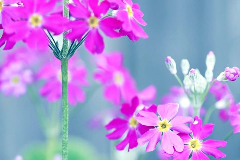 Framed Summer Concert Print