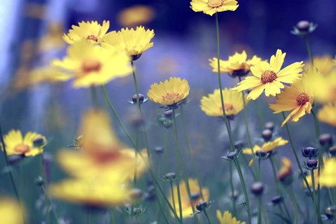 Framed Summer Dance Print