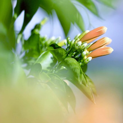 Framed Dreamers Print