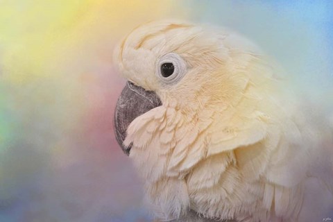 Framed Every Day Is Colorful Umbrella Cockatoo Print