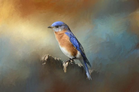 Framed Bluebird On The Fence Print