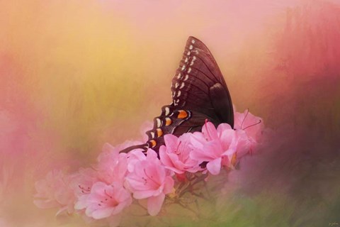 Framed Napping In The Azaleas Print