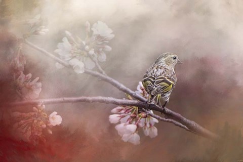 Framed Siskin In The Garden Print