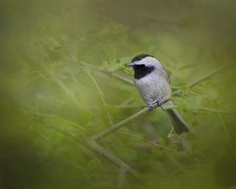 Framed Spring Chickadee Print
