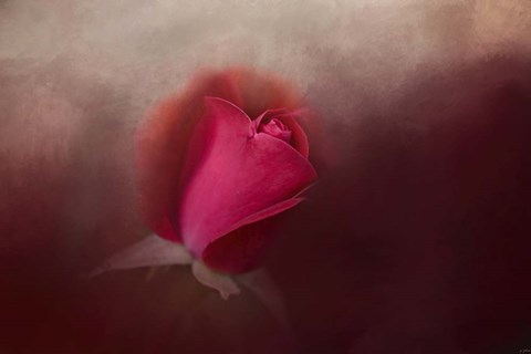 Framed First Red Rose Print