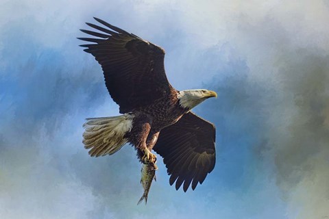 Framed Raptors Catch Print