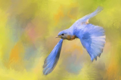 Framed Bluebird Spring Flight Print