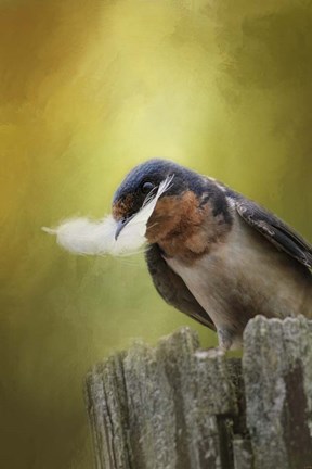 Framed Feather For Her Nest Print