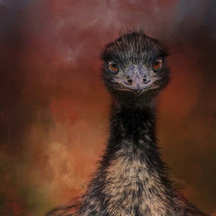 Framed Emu Stare Print