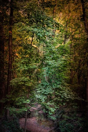 Framed Shiloh Stream 1 Print