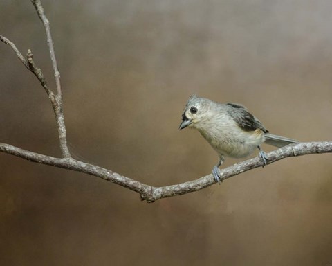 Framed Visiting Tufted Titmouse Print