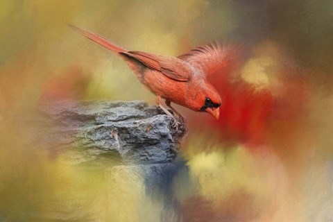 Framed Dive In Print