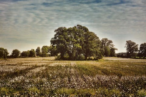 Framed Trees In The Cotton Field Print