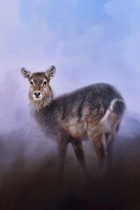 Framed Waterbuck In Winter Print