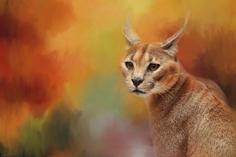 Framed Caracal In Autumn Print