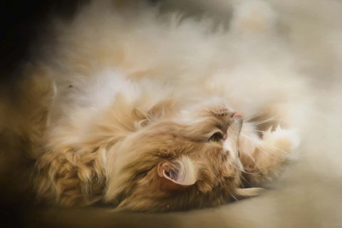 Framed Upside Down Print